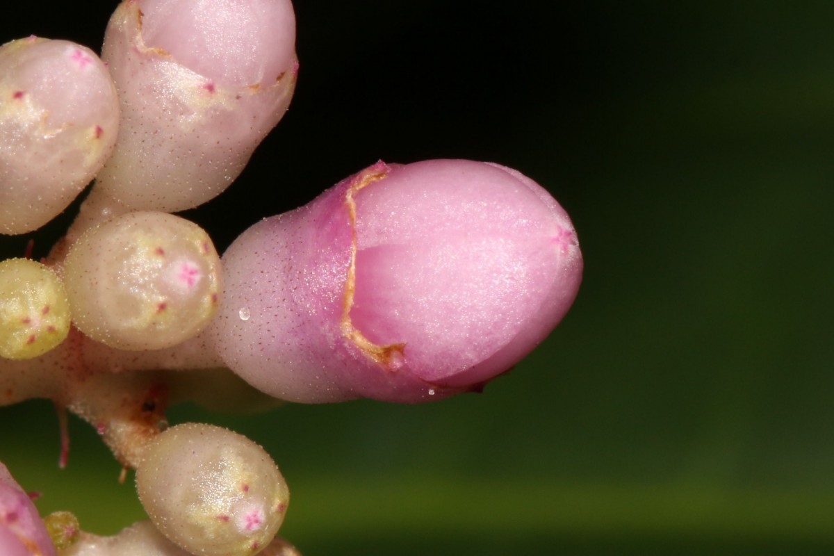 Medinilla multiflora Merr.